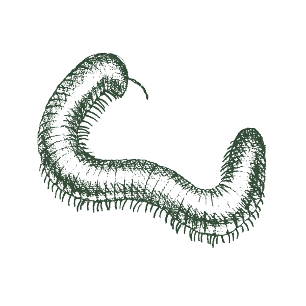 Illustration_of_millipede