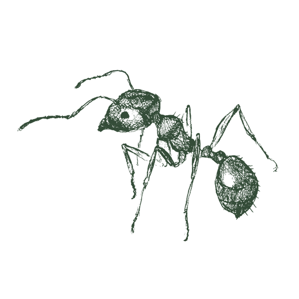 Illustration Of A Pavement Ant