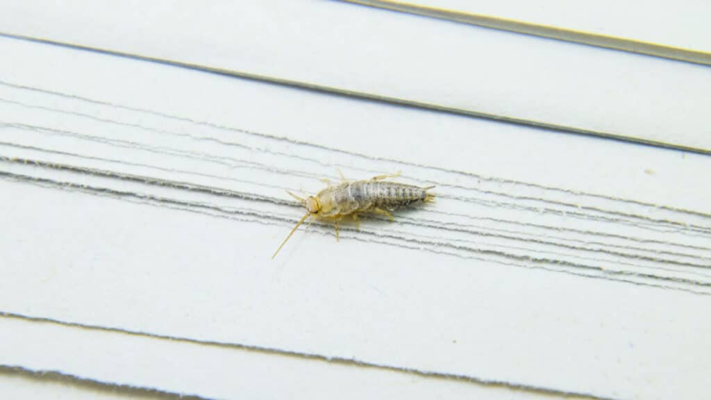 Close-Up View Of A Silverfish Insect On White Pages With Multiple Lines, Highlighting Its Small, Elongated Body And Antennae.