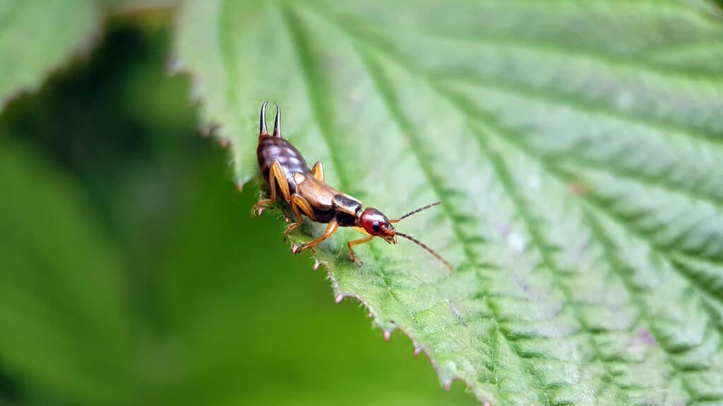 Close-Up Of An Earwig On A Green Leaf, Showcasing Its Pincers And Segmented Body Against A Blurred Leafy Background.