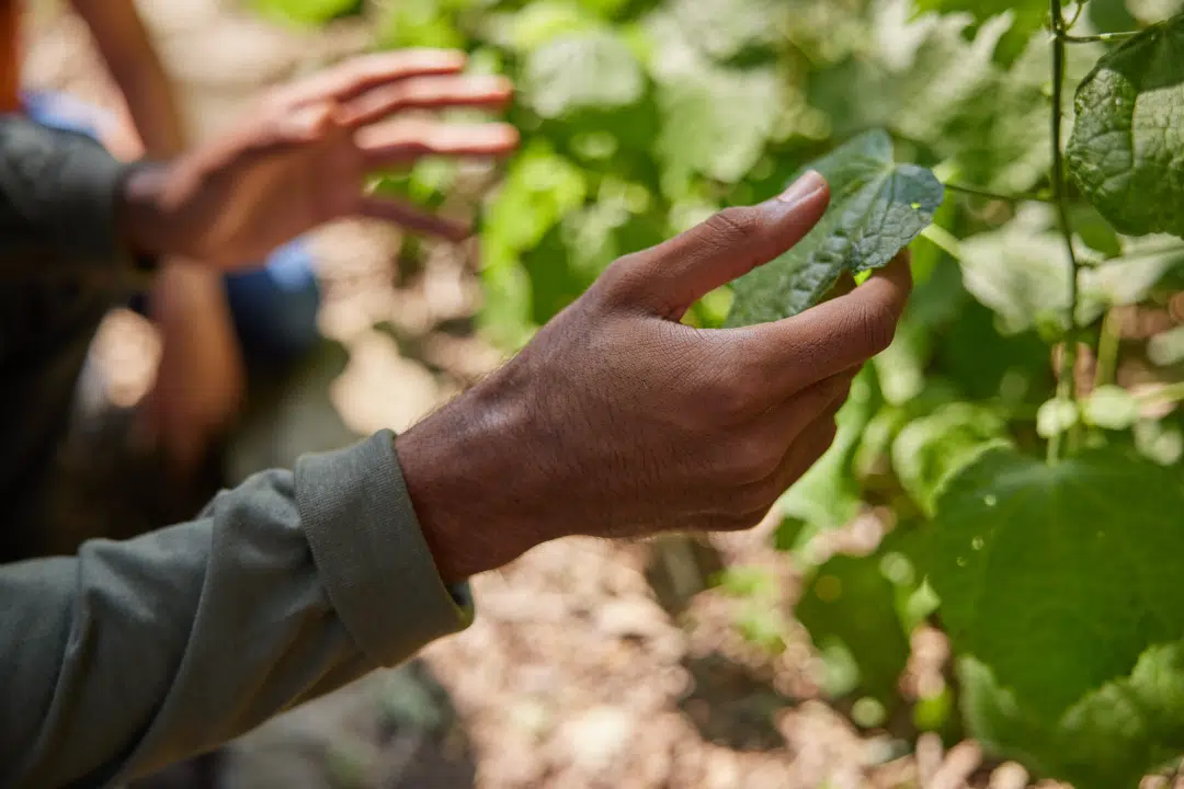 A Close-Up Of An Aptive Pest Control Specialist'S Hands Inspecting A Leaf In A Garden.