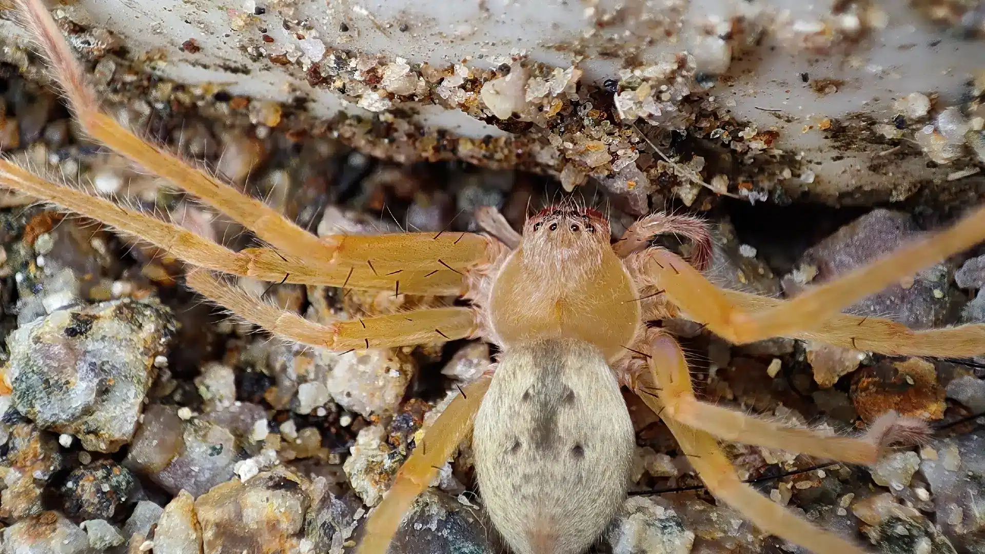 A Detailed Close-Up Image Of A Brown Recluse Spider With A Patterned Abdomen, Surrounded By Small Pebbles And Grains Of Sand.