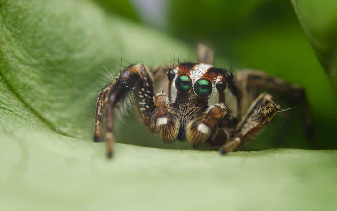 Tiny Jumping Spiders in My Houseplants: Are They Harmful? 