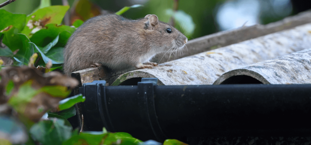 A Detailed Close-Up Image Of A Brown Rat Standing On A Corrugated Metal Surface, Surrounded By Green Foliage