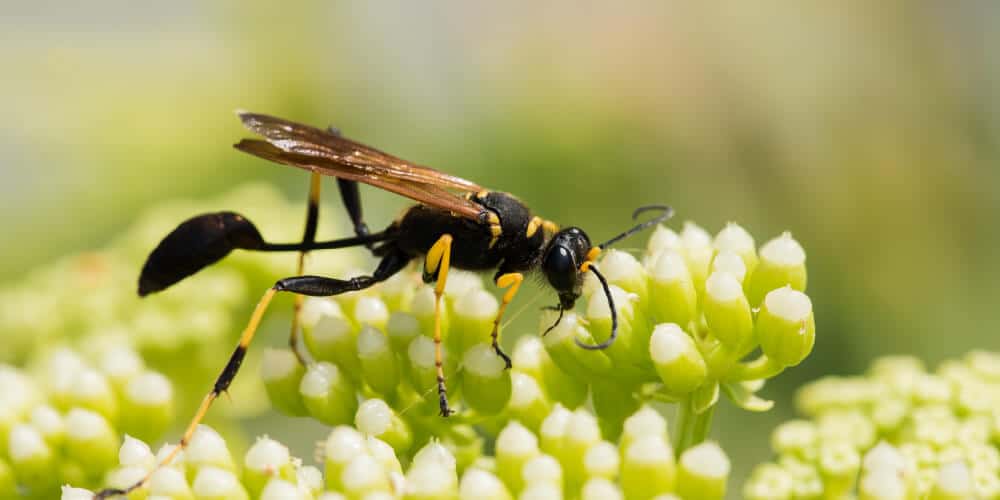 A Close-Up Of A Black And Yellow Mud Dauber Wasp On Green And White Flowers, With A Blurred Background.