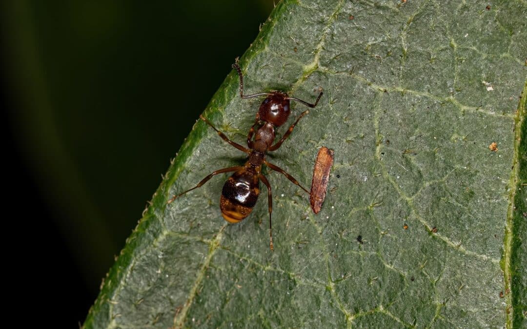 Why Odorous Ants Love Your Kitchen: Attraction Factors and Prevention Tips
