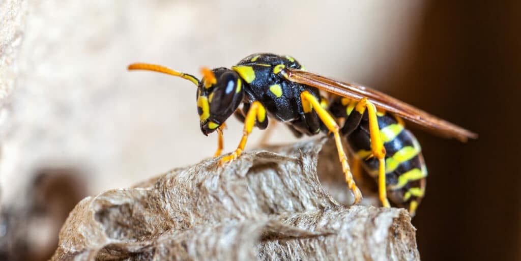 A Detailed Close-Up Image Of A Wasp On Its Nest. The Wasp Has Black And Yellow Markings, Long Antennae, And Translucent Wings. The Background Is Blurred, Emphasizing The Wasp And Its Nest.