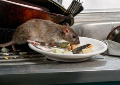 The Rodent Riddle: A Guide to Rat Control and Identification