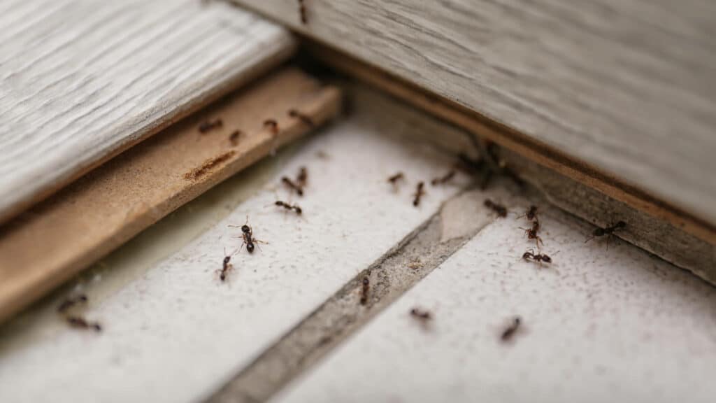 A Close-Up Of Several Small Black Ants Crawling Along The Edge Of A Wooden And Tiled Surface.