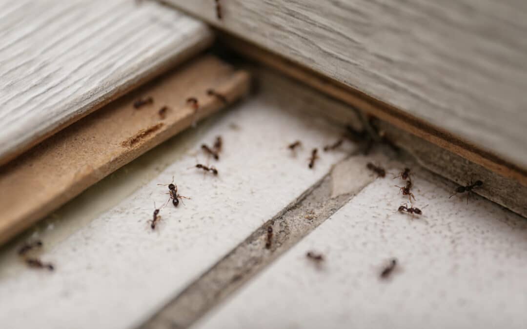 Ant Trails: Learn Why They Always Return to Your House