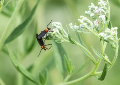 Lovebugs: Facts, Identification, and How to Treat Them