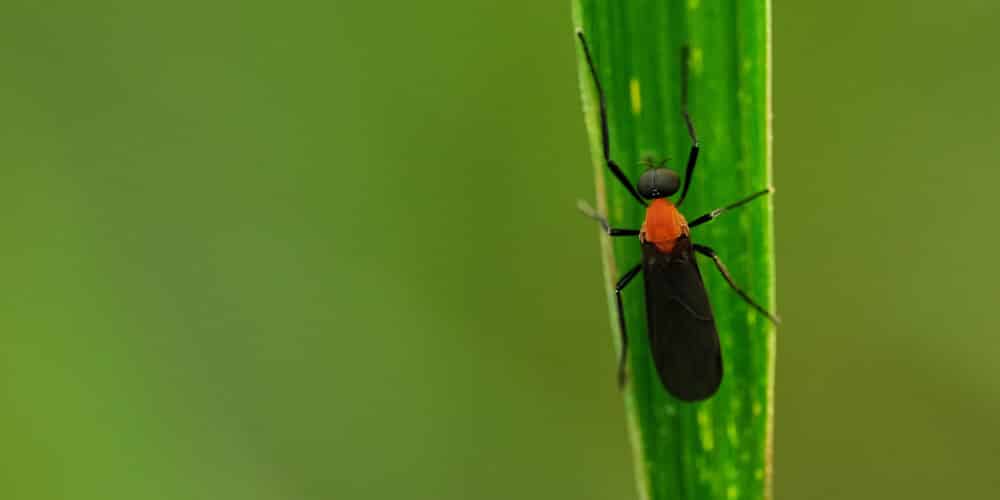 A Close-Up Image Of A Lovebug Perched On A Green Leaf. The Insect Has A Black Body With A Distinct Red Thorax And Is Positioned Vertically On The Leaf, Set Against A Blurred Green Background.