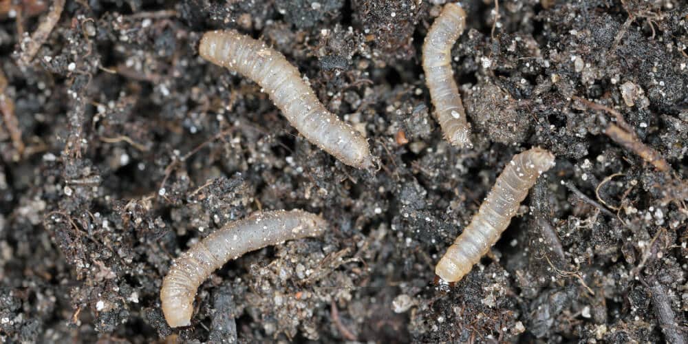 A Close-Up Image Of Four White Grubs In Dark Soil. The Grubs Are Segmented And Slightly Curved, With The Soil Providing A Textured Background That Highlights Their Pale Bodies.