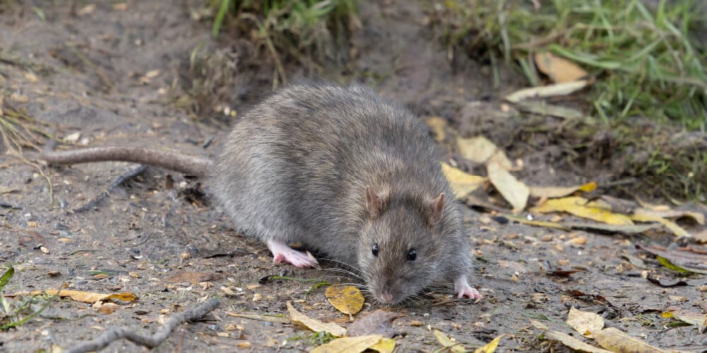 A Close-Up Of A Norway Rat Foraging On The Ground, Surrounded By Fallen Leaves And Dirt.