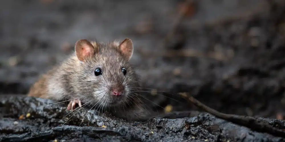 A Close-Up Of A Brown Rat Peeking Out From A Dark, Muddy Environment.