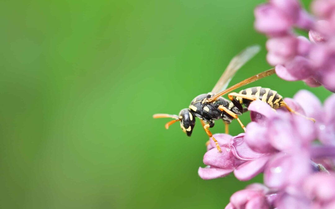 Top 5 Most Common Wasps: What Homeowners Should Know