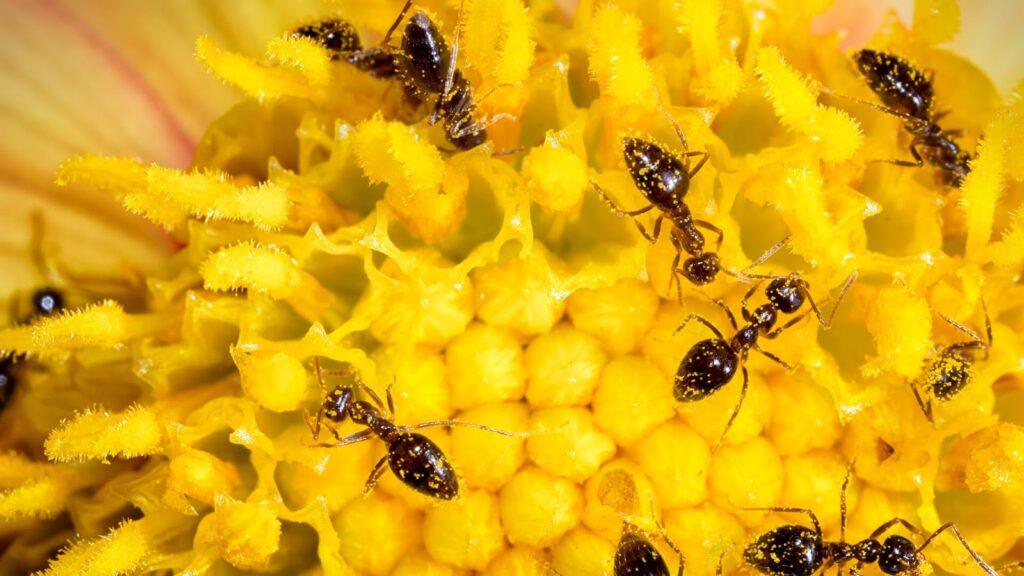 Close-Up Of Black Ants On A Bright Yellow Flower, Covered In Pollen, Showcasing The Detailed Texture Of The Flower And The Ants.