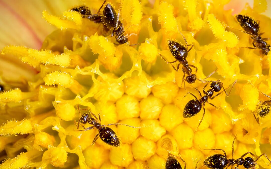 Where Ants Live & How to Control Them