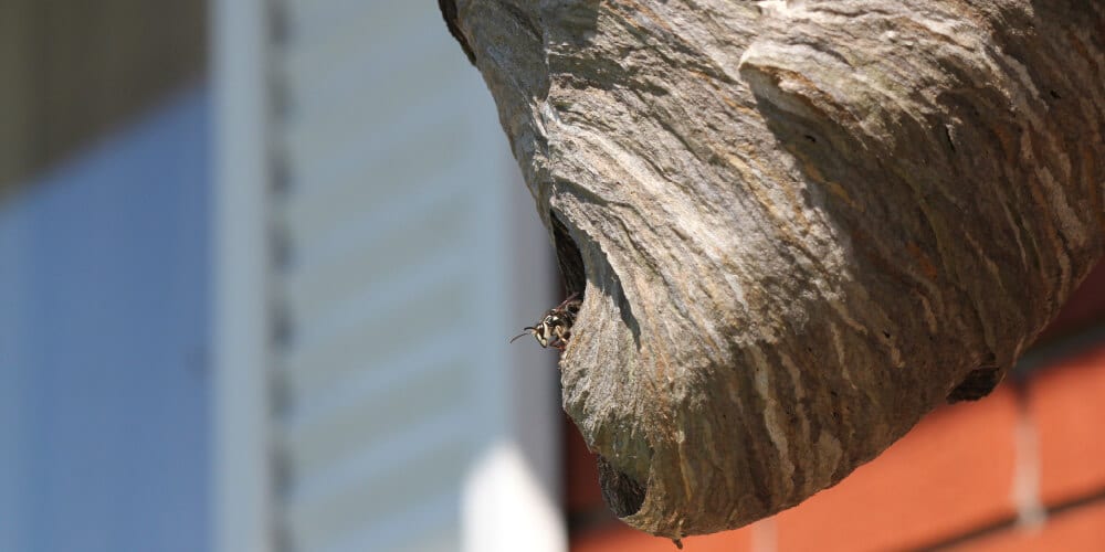 Bald Faced Hornet Nest 1