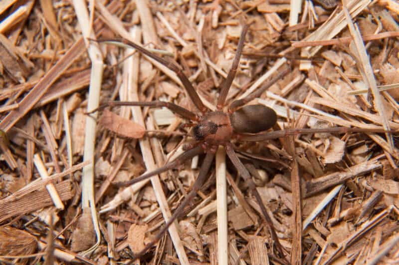 A Brown Recluse Spider On Dried Leaves And Twigs.