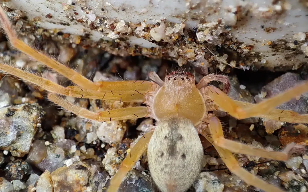 How to Identify and Handle Brown Recluse Spiders