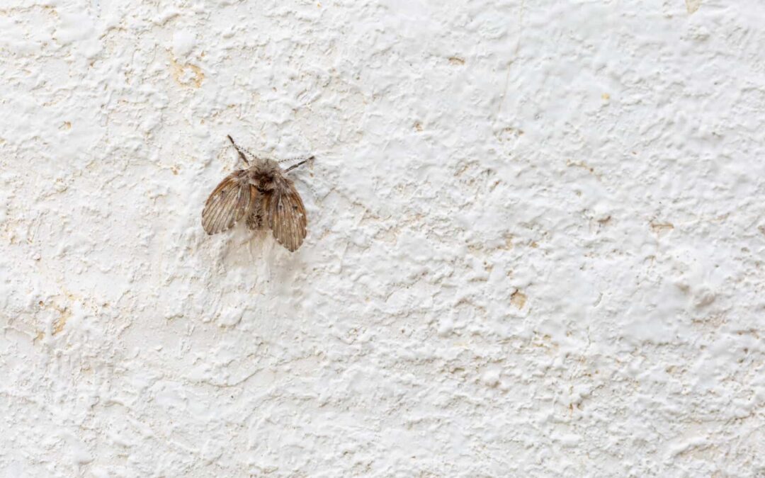 Control Drain Flies: Proactive Tips & Identification