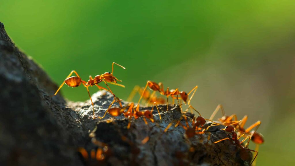 Close-Up Of Vibrant Orange Weaver Ants Moving Along Rugged Tree Bark In Natural Sunlight, Displaying Their Social Behavior And Teamwork.