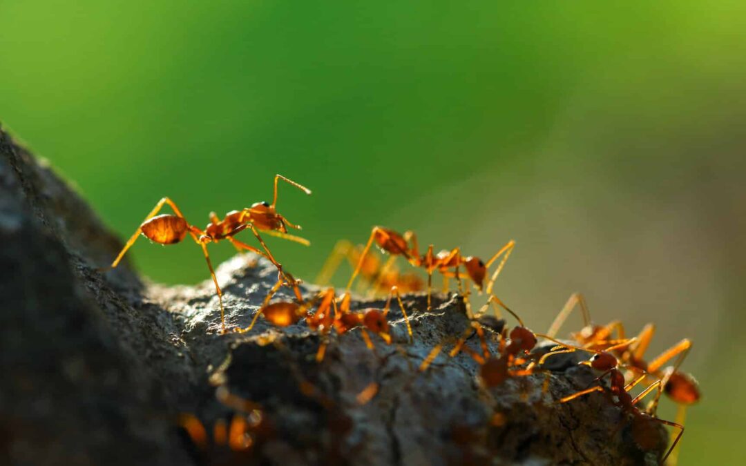 Why Do Fire Ant Stings Burn?