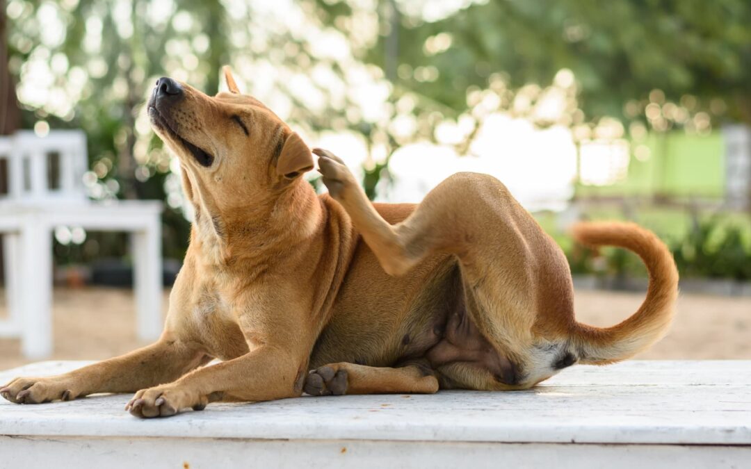 Flea Bites: Symptoms, Causes & Treatment