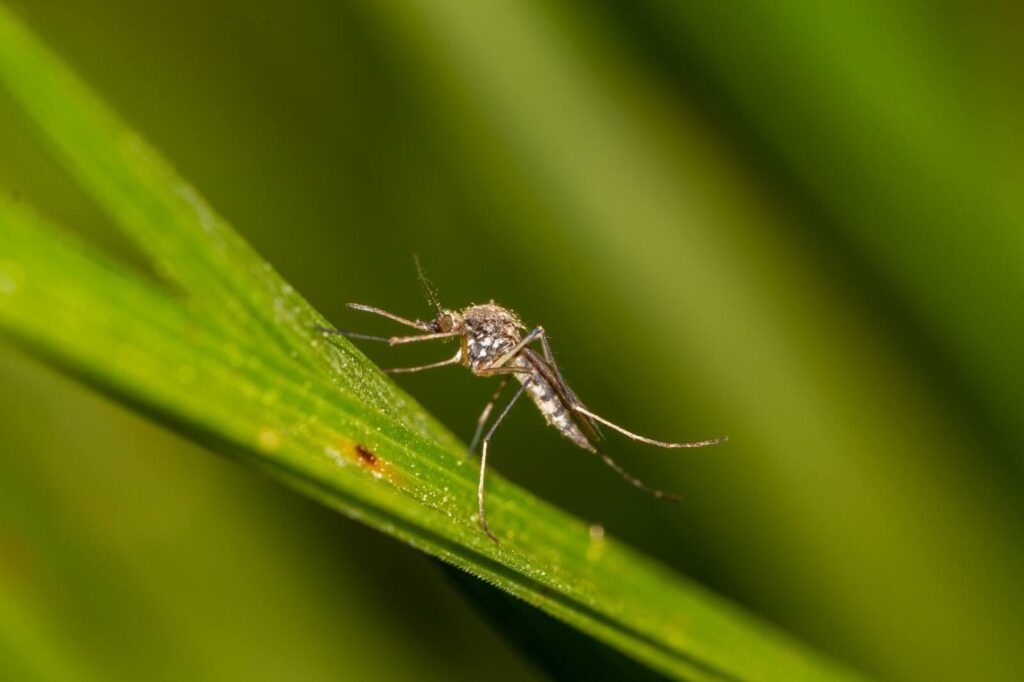 Close-Up Of A Floodwater Mosquito With Long Legs And A Striped Body, Resting On A Green Leaf.