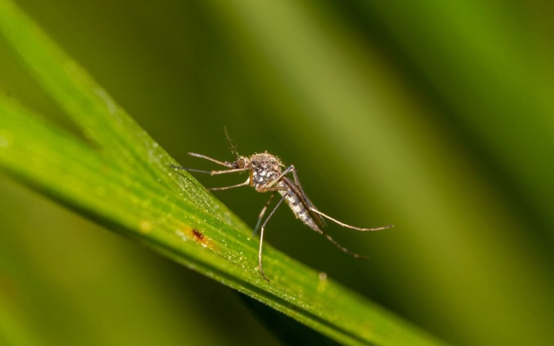 10 Tips on How to Keep Mosquitoes Away Outside
