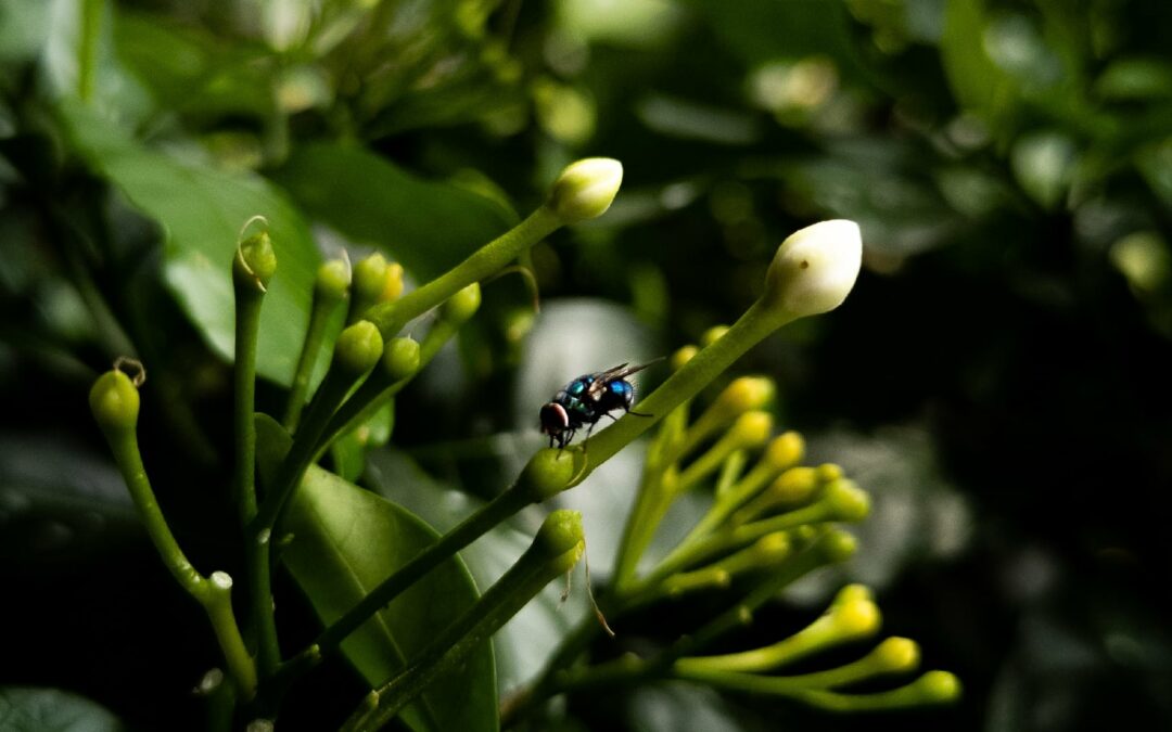 The Short Lifespan of Flies
