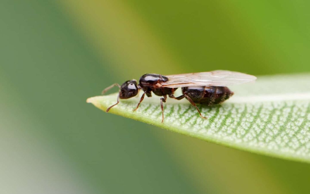 How to Treat and Control Flying Ants