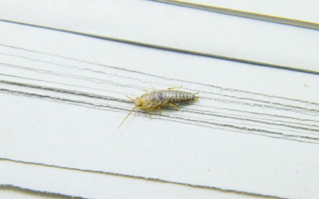 What Does a Silverfish Nest Look Like? How to Spot Their Favorite Hiding Places