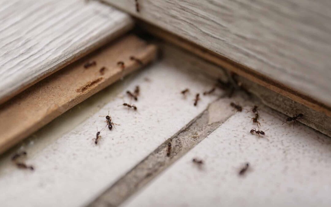 How Ants Are Getting Into Your House And How to Stop Them