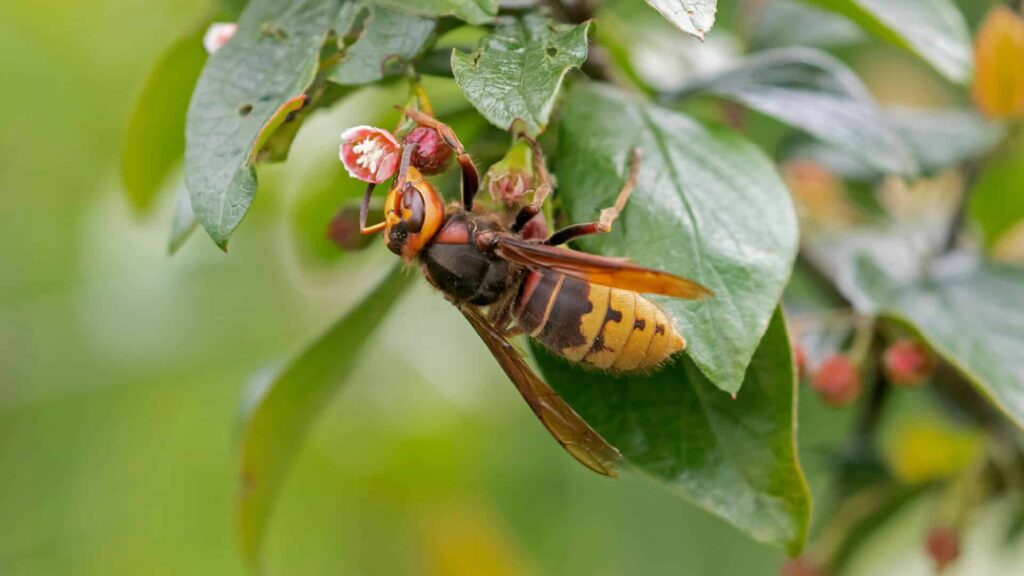 Close-Up Of An Asian Giant Hornet Perched On A Branch With Green Leaves And Small Pink Flowers, Highlighting Its Large Size And Distinctive Yellow And Black Markings.