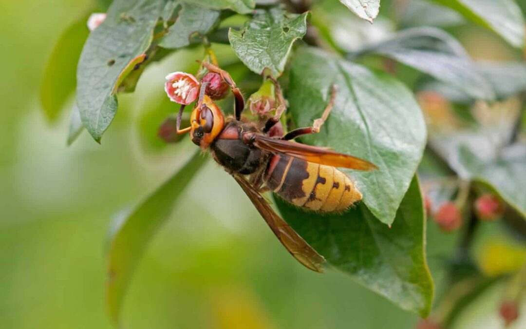 How to Deal with Hornets Nests: A Guide to Identification and Control
