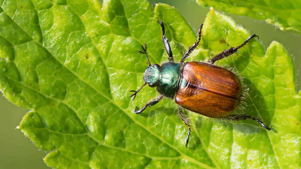 Close-Up Of A Japanese Beetle With Metallic Green And Copper-Colored Body, Resting On A Green Leaf, Highlighting Its Distinctive Shiny Exoskeleton.