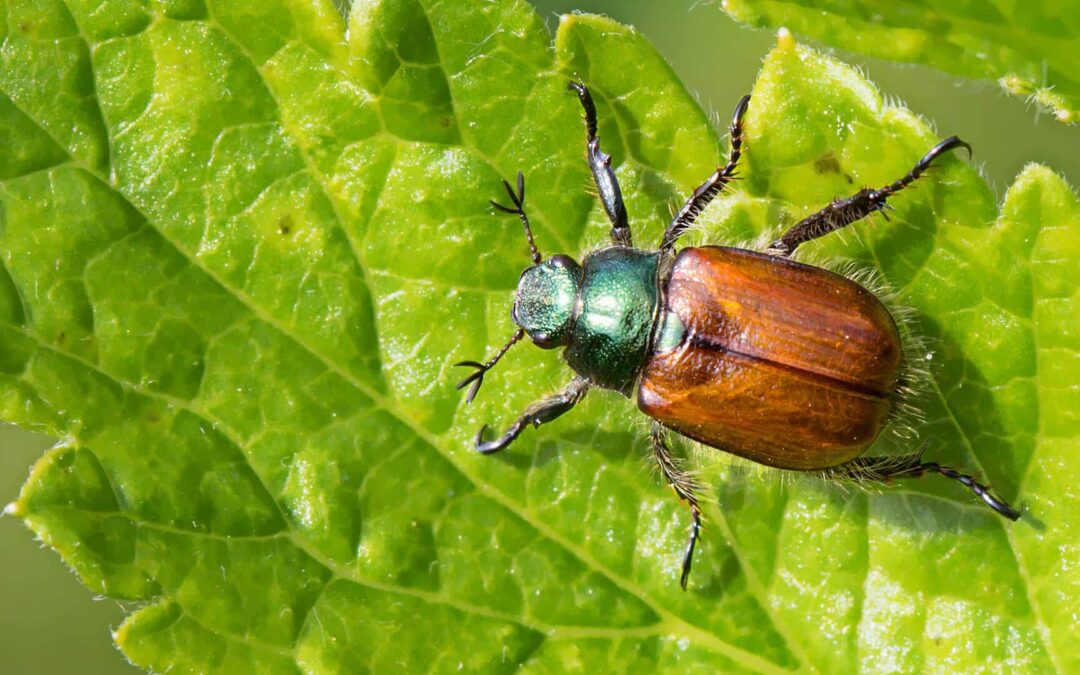 What Attracts Beetles: How Moisture Lures Them and How to Prevent