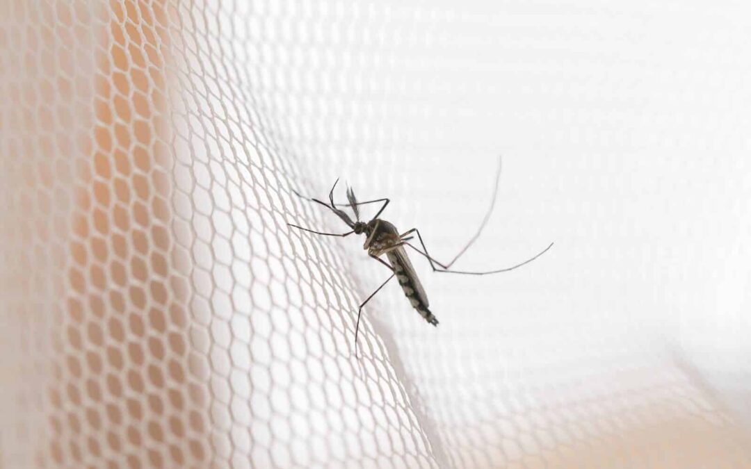 Protecting Against Mosquitoes: The Where and When of Mosquito Activity