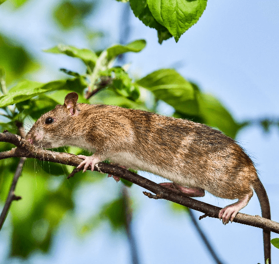 Norway Rat