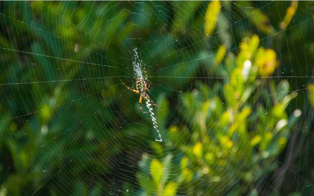 Orb Weaver Spider Control: Facts, Control & Tips