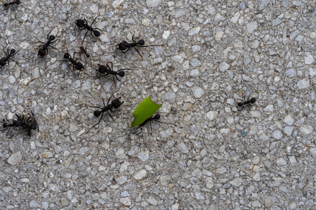 Pavement Ant