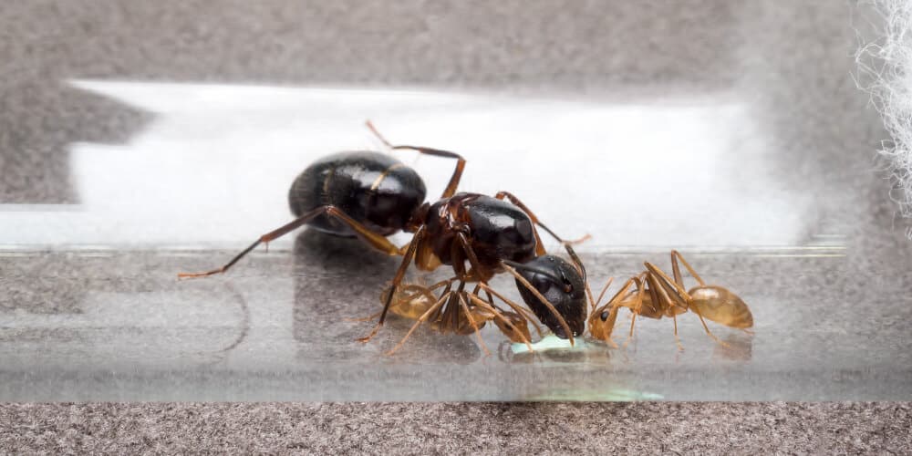 A Large Queen Ant Is Positioned Next To Several Smaller Worker Ants On A Clear Surface, Highlighting The Size Difference Between The Queen And Worker Ants.