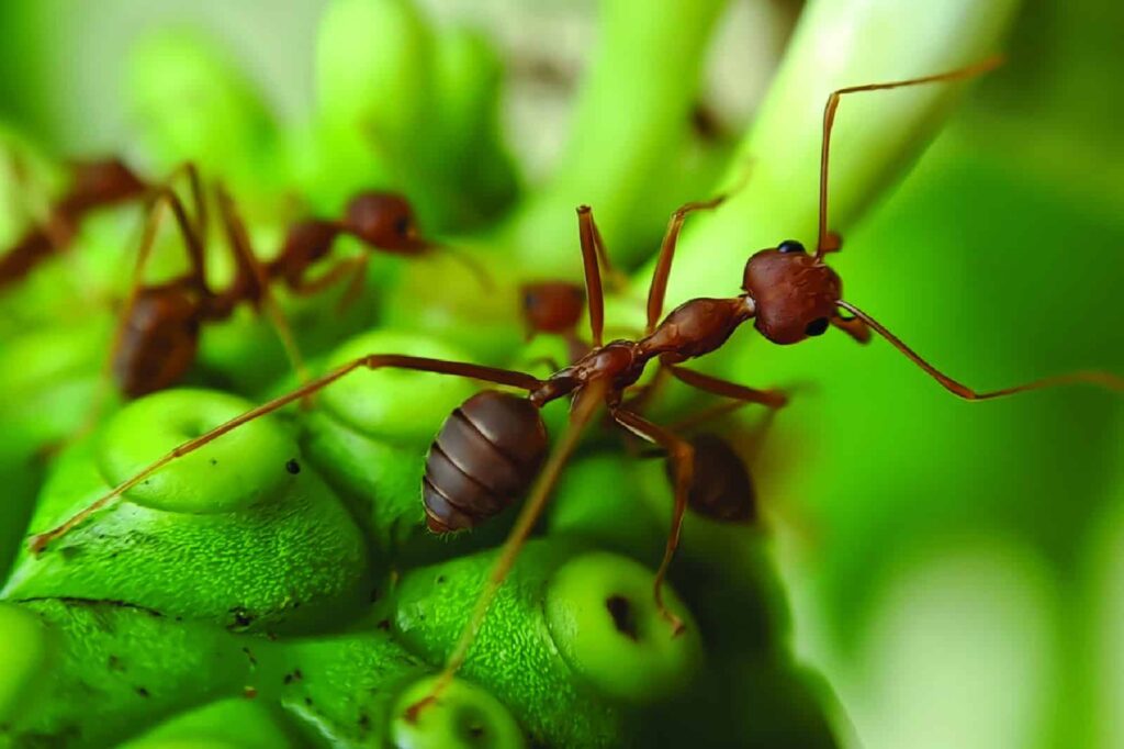 Red Fire Ant