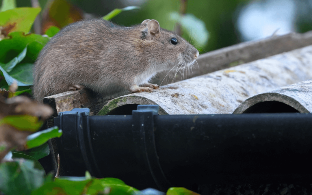 How Long Do Rats Live? 3 Factors Affecting Rat Lifespan