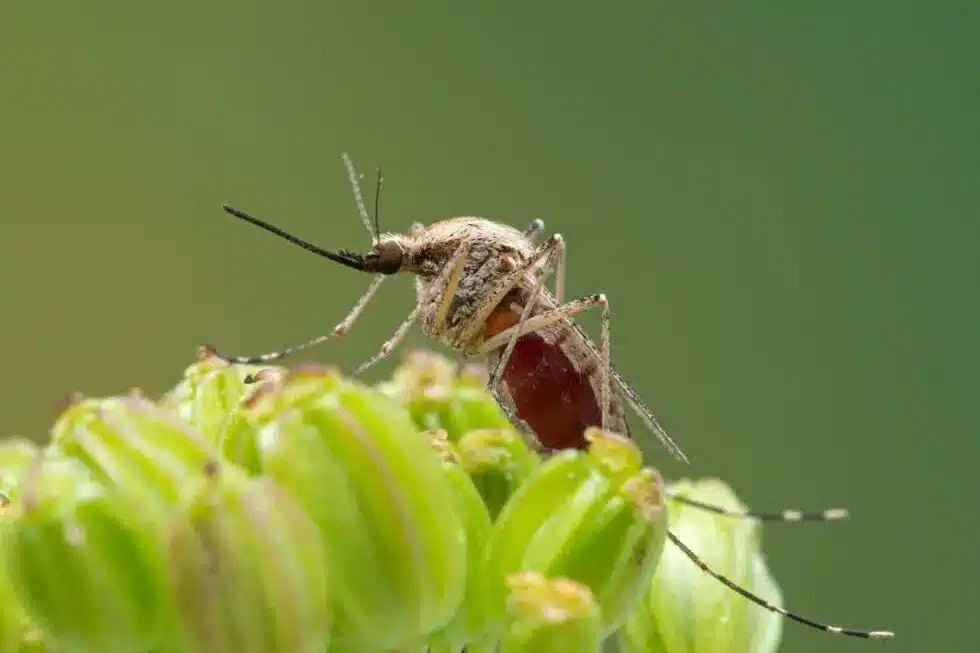 Saltmarsh Mosquito