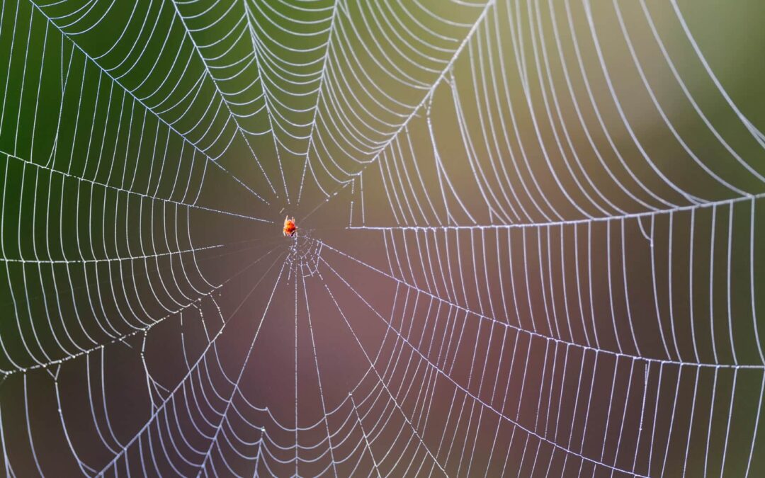Protecting Against Spiders: The Where and When of Spider Activity