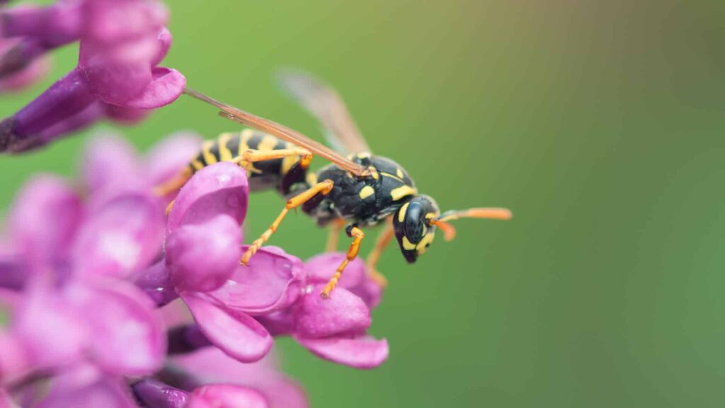 A Yellowjacket Wasp With Distinct Yellow And Black Markings Perched Delicately On A Cluster Of Vibrant Purple Flowers, With A Soft Green Background Enhancing The Colors.