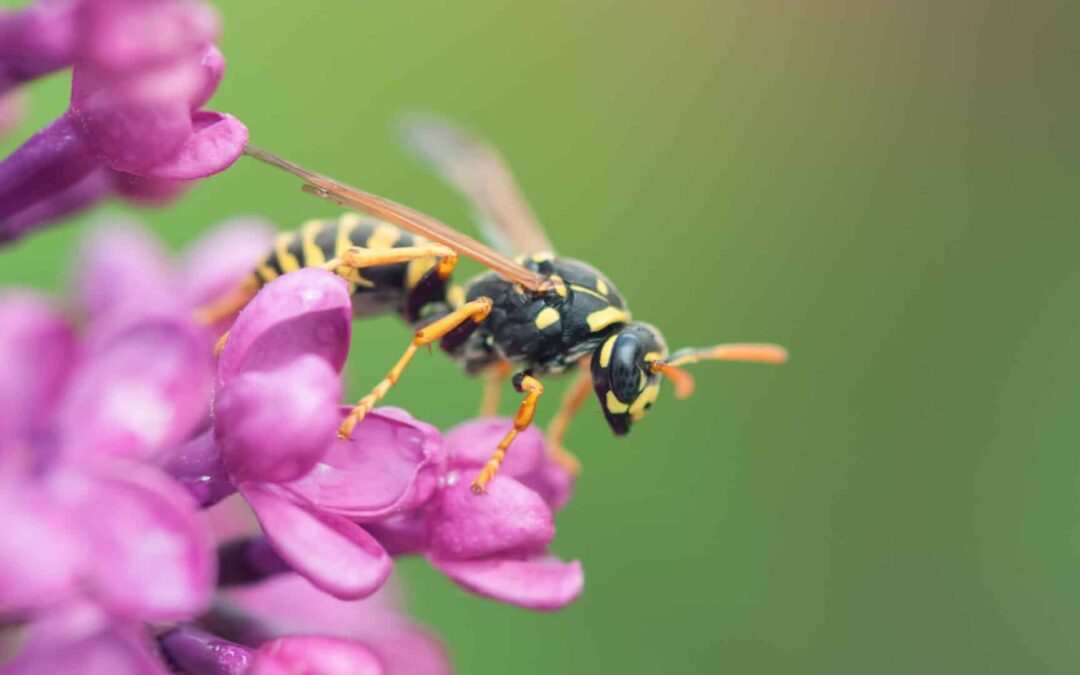 Wasp Control: Understanding and Managing Wasp Activity